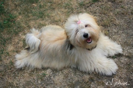 Pearl Eyed Bears Elena 7 hónaposan